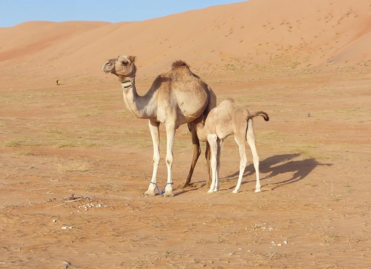 Delight Desert Camp Al Wāşil 外观 照片